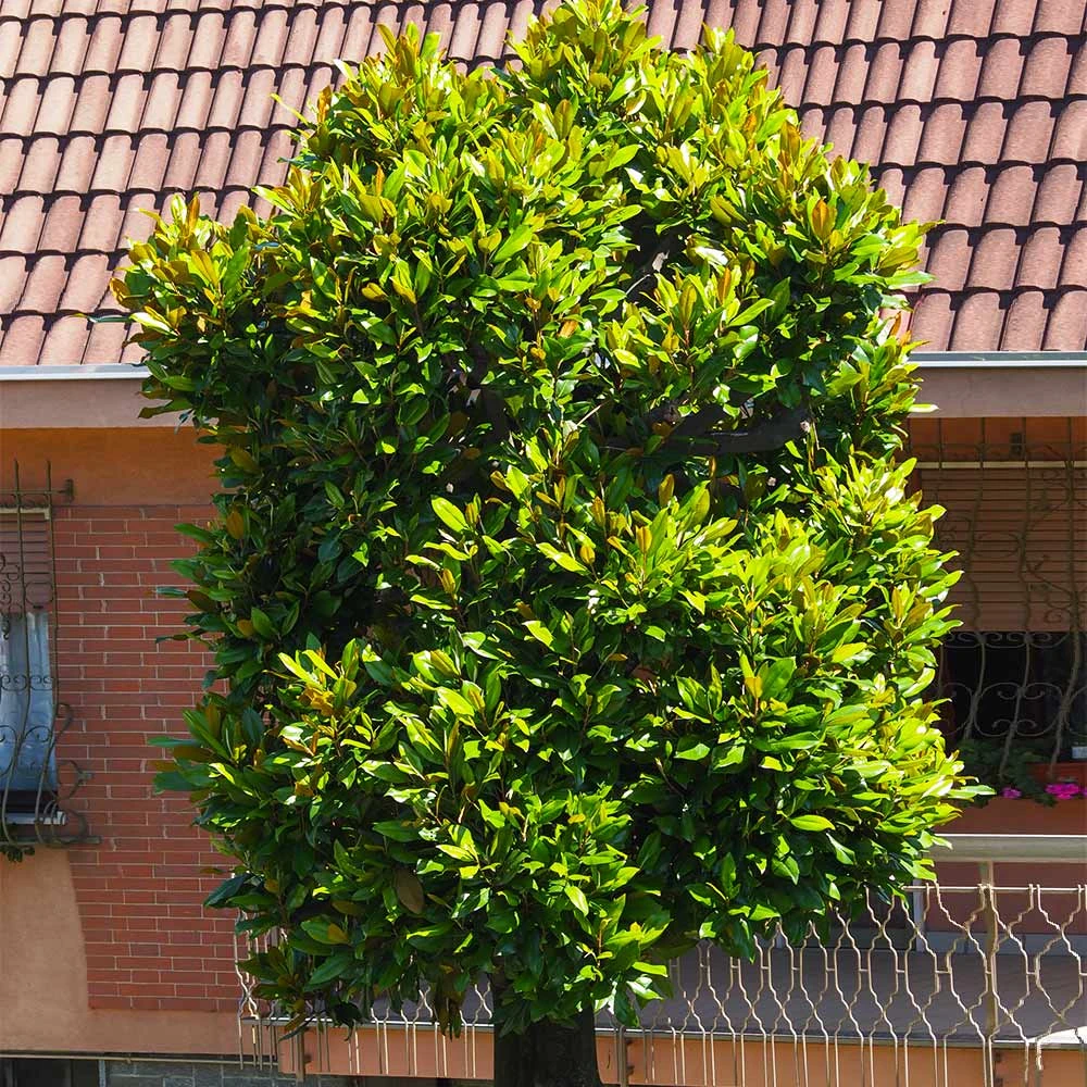 Sweetbay Magnolia Tree 5 Sweetbay Magnolia Tree - Image 3