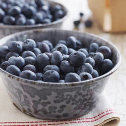 Sweetheart Blueberry Bush -Brighterblooms Shop Sweetheart BLueberry 4