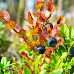 Sweetheart Blueberry Bush -Brighterblooms Shop Sweetheart BLueberry 7