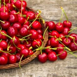 Sweetheart Cherry Tree -Brighterblooms Shop Sweetheart Cherry Tree 1 BB