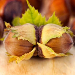 Theta Filbert Hazelnut Tree -Brighterblooms Shop THeta FIlbert Hazelnut 5 BB