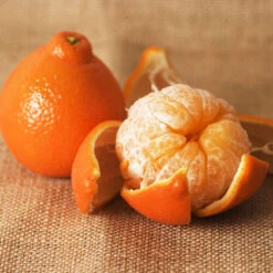 Minneola Tangelo Tree -Brighterblooms Shop Tangelo 4 BB