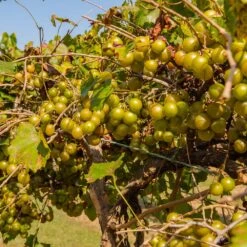 Tara Scuppernong Grape Vine -Brighterblooms Shop Tara muscadine Grapes 1