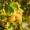 Tara Scuppernong Grape Vine -Brighterblooms Shop Tara muscadine Grapes BB 600x600 d8728904 4bad 4c3f a8c8 3b3e0d18b863