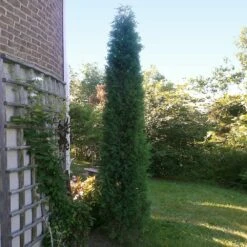 Taylor Juniper Tree -Brighterblooms Shop Taylors Juniper 2