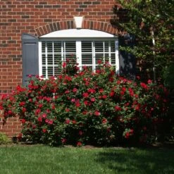 The Grand Champion™ Double Red Rose -Brighterblooms Shop The Grand Champion Rose 1