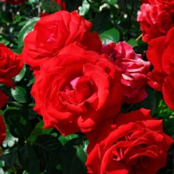 The Grand Champion™ Double Red Rose -Brighterblooms Shop The Grand Champion Rose 3