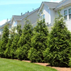 Thuja Green Giant Tree -Brighterblooms Shop Thuja Green Giant Tree 3 BB