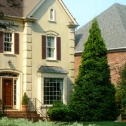 Thuja Green Giant Tree -Brighterblooms Shop Thuja Green Giant Tree 4 BB