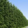 Thuja Green Giant Tree -Brighterblooms Shop Thuja Green Giant Tree BB 600x600 33b35905 5595 4f3f b409 78a208c28571