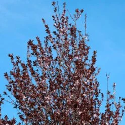 Thundercloud Plum Tree -Brighterblooms Shop Thundercloud Flowering Plum 4 BB