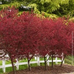 Thundercloud Plum Tree -Brighterblooms Shop Thundercloud Flowering Plum 5