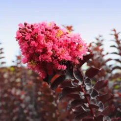 Thunderstruck™ Coral Boom™ Crape Myrtle -Brighterblooms Shop Thunderstruck Coral Bloom 5 BB