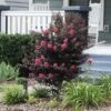 Thunderstruck™ Coral Boom™ Crape Myrtle -Brighterblooms Shop Thunderstruck Coral Bloom BB 600x600 c8f2dea8 7558 4222 b9f3 5bf7f47d7765