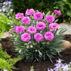Scent First® Tickled Pink Dianthus 8 Scent First® Tickled Pink Dianthus -Brighterblooms Shop Tickled Pink 1