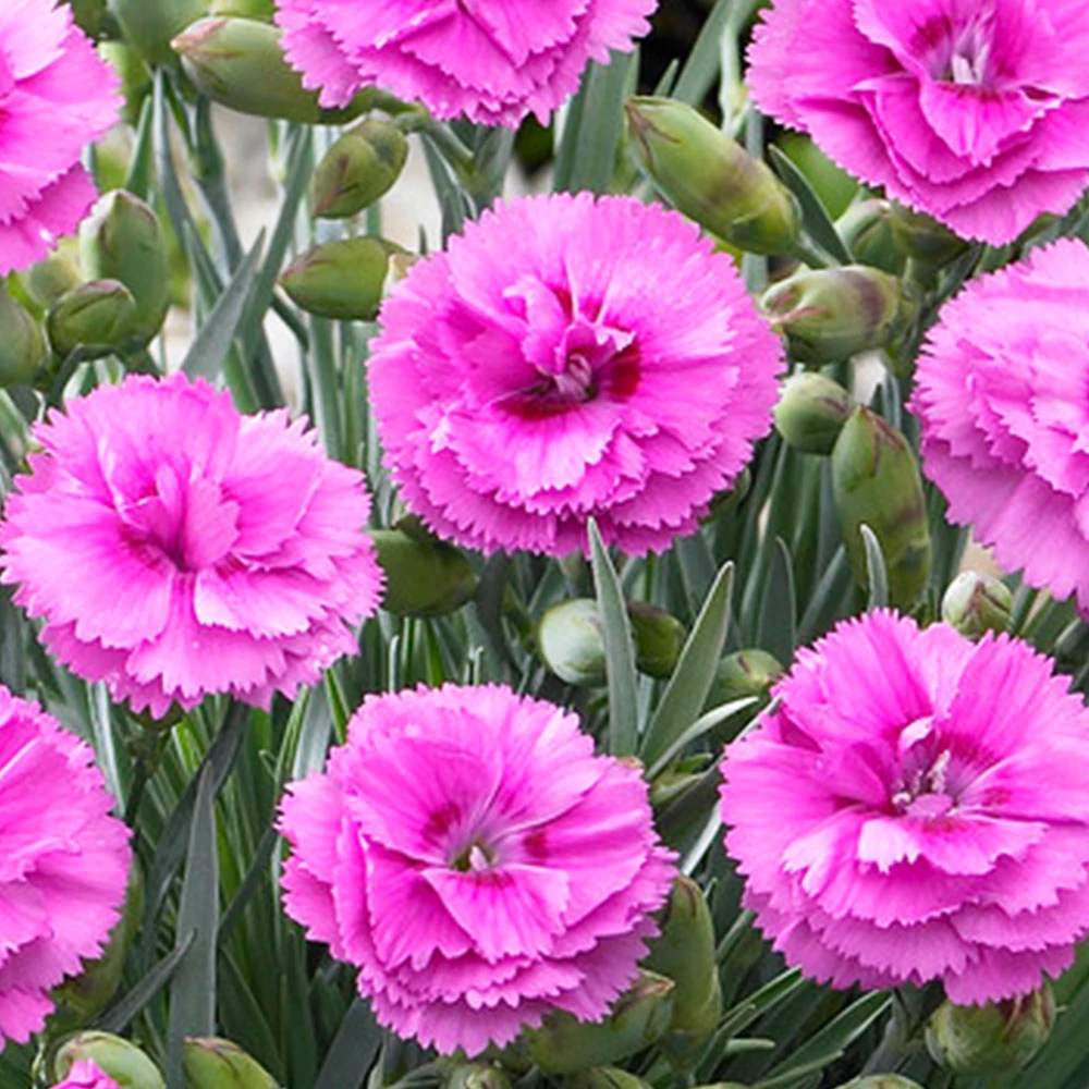 Scent First® Tickled Pink Dianthus 4 Scent First® Tickled Pink Dianthus - Image 2
