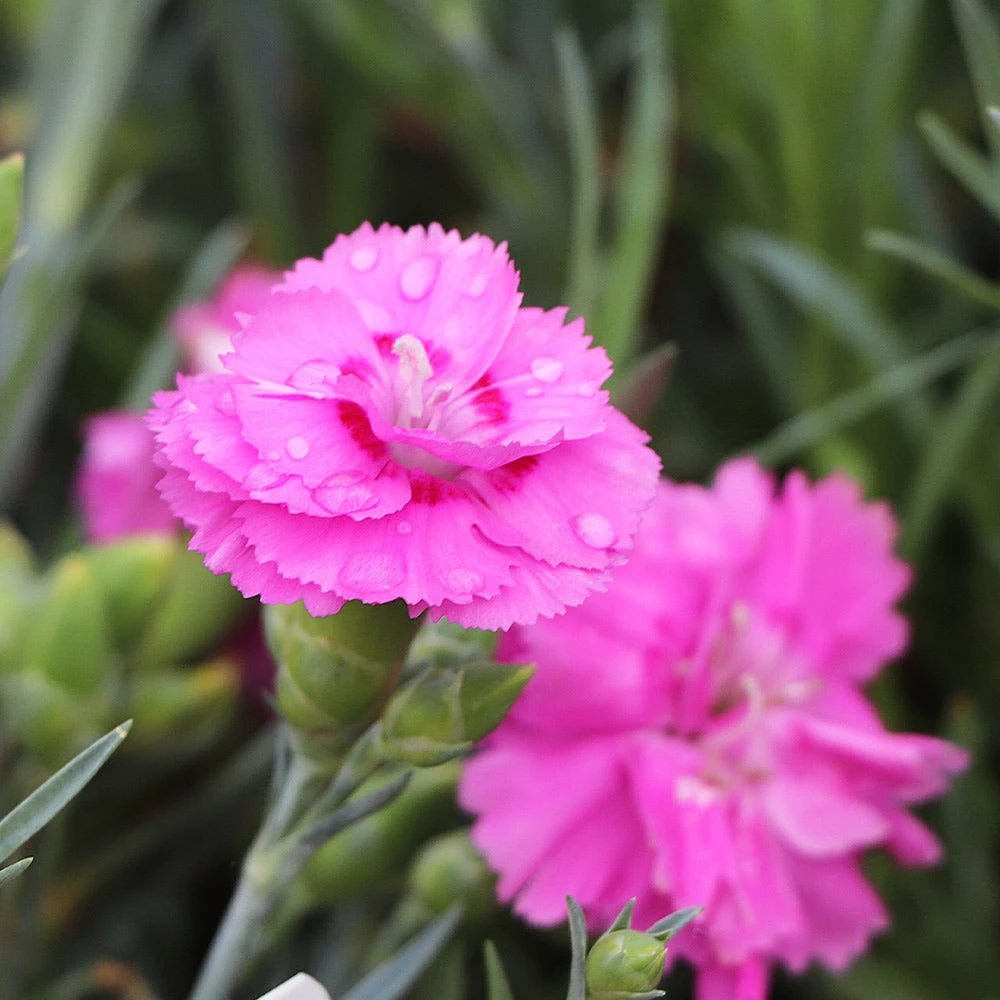 Scent First® Tickled Pink Dianthus 6 Scent First® Tickled Pink Dianthus - Image 4