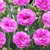 Scent First® Tickled Pink Dianthus -Brighterblooms Shop Tickled Pink Dinathus BB 600x600 15d4f3b9 75d3 4b22 9268 c9b5e6ca4a52