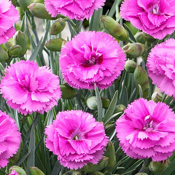 Scent First® Tickled Pink Dianthus 3 Scent First® Tickled Pink Dianthus