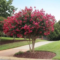 Tonto Red Crape Myrtle Tree -Brighterblooms Shop Tonto Crape Myrtle 2