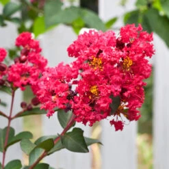 Tonto Red Crape Myrtle Tree -Brighterblooms Shop Tonto Crape Myrtle 3 BB