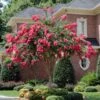 Tonto Red Crape Myrtle Tree -Brighterblooms Shop Tonto Crape Myrtle BB 600x600 1432d191 25c8 43b1 8ea7 8ae2710f80ae