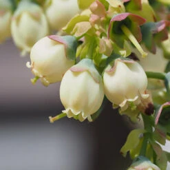 Top Hat Blueberry Bush 12 Top Hat Blueberry Bush -Brighterblooms Shop TopHat BLueberry 3