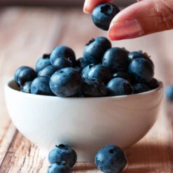 Top Hat Blueberry Bush 10 Top Hat Blueberry Bush -Brighterblooms Shop TopHat BLueberry 5 BB