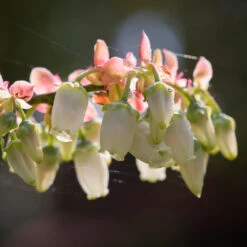 Toro Blueberry Bush -Brighterblooms Shop Toro Blueberry 3