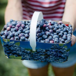 Toro Blueberry Bush -Brighterblooms Shop Toro Blueberry 5 BB