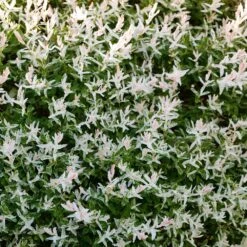 Tri Color Willow Tree -Brighterblooms Shop Tri color Willow 3 BB 2688e0bb 7f65 4ebe bd4d 4459e7682fcc