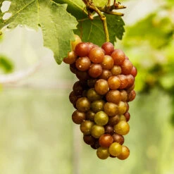 Triumph Grape Vine 7 Triumph Grape Vine -Brighterblooms Shop Triumph Muscadine 1