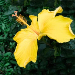 Yellow Tropical Hibiscus Tree 8 Yellow Tropical Hibiscus Tree -Brighterblooms Shop Tropical Hibiscus Yellow 2 BB