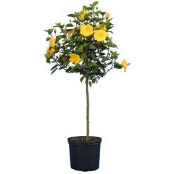 Yellow Tropical Hibiscus Tree 9 Yellow Tropical Hibiscus Tree -Brighterblooms Shop Tropical Hibiscus Yellow 4