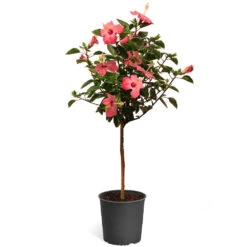 Pink Tropical Hibiscus Tree 11 Pink Tropical Hibiscus Tree -Brighterblooms Shop Tropical Pink Hibiscus 2