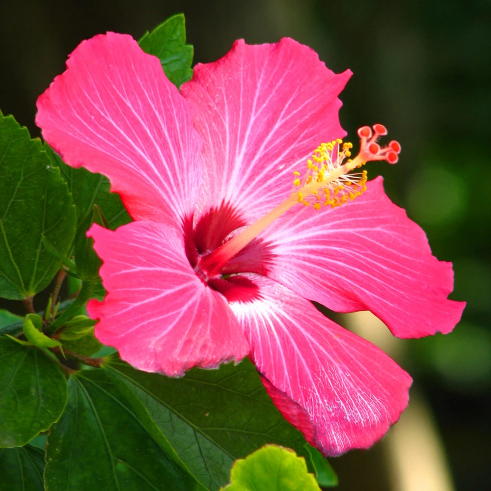 Pink Tropical Hibiscus Tree 5 Pink Tropical Hibiscus Tree - Image 3