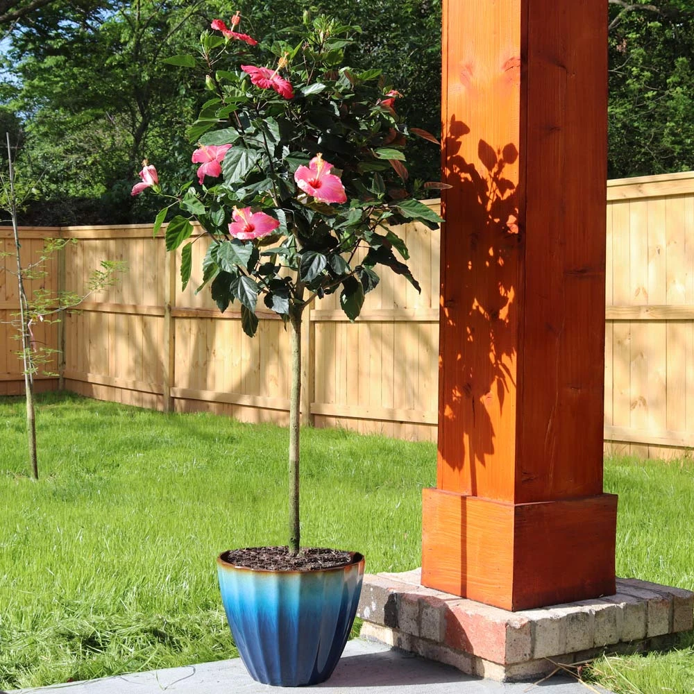 Pink Tropical Hibiscus Tree 4 Pink Tropical Hibiscus Tree - Image 2