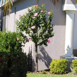 Pink Tropical Hibiscus Tree 10 Pink Tropical Hibiscus Tree -Brighterblooms Shop Tropical Pink Hibiscus 6