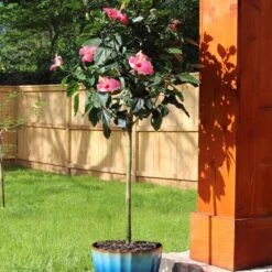 Pink Tropical Hibiscus Tree