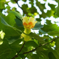 Tulip Poplar Tree -Brighterblooms Shop Tulip Poplar 3 BB