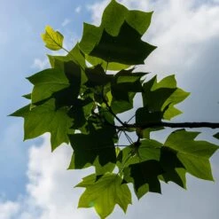 Tulip Poplar Tree -Brighterblooms Shop Tulip Poplar 5 BB