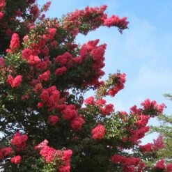 Tuscarora Crape Myrtle Tree -Brighterblooms Shop Tuscarora Crape myrtle 4 BB