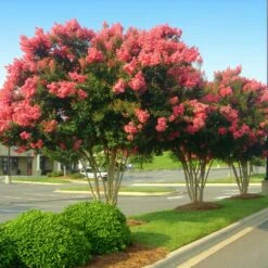 Tuscarora Crape Myrtle Tree -Brighterblooms Shop Tuscarora Crape myrtle 6 BB