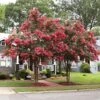 Tuscarora Crape Myrtle Tree -Brighterblooms Shop Tuscarora Crape myrtle BB 600x600 b5767d3d 77da 43e9 a623 302b69329031