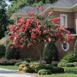 Tuscarora Crape Myrtle Tree -Brighterblooms Shop Tuscarora Crape myrtle single trunk