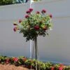 Twilight Zone Standard Rose Tree -Brighterblooms Shop Twilight Rose BB 600x600 81301518 50a5 449b 8fc8 46e963ee0221