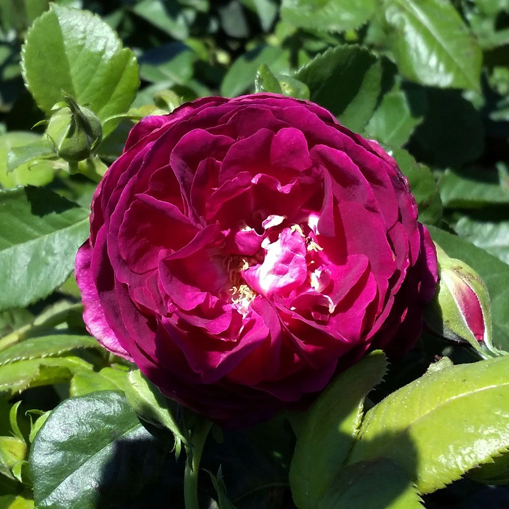 Twilight Zone Standard Rose Tree 5 Twilight Zone Standard Rose Tree - Image 3