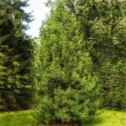 Japanese Umbrella Pine Tree -Brighterblooms Shop Umbrella Pine 2