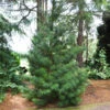 Japanese Umbrella Pine Tree -Brighterblooms Shop Umbrella Pine BB 600x600 1