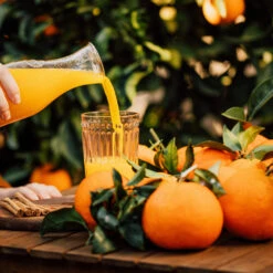 Valencia Orange Tree 14 Valencia Orange Tree -Brighterblooms Shop Valencia Orange 3 BB